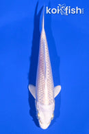 4.5" PLATINUM OGON