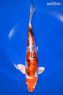 9" HEISEI NISHIKI