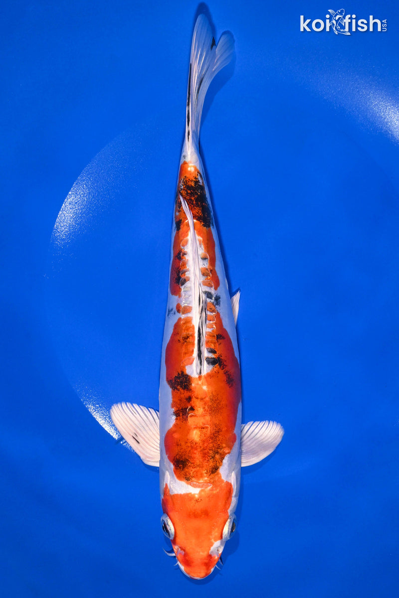 Koiページ Koi Fish for Sale | Buy Koi Online | Koi Fish USA – Tagged