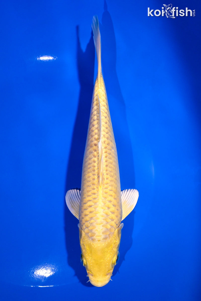 7.25" YAMABUKI OGON