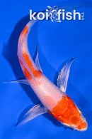 4.5" HARIWAKE BUTTERFLY