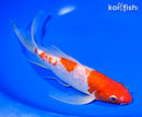 8.25" GINRIN KOHAKU BUTTERFLY