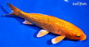 6.75" GINRIN ORENJI OGON