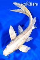 8.75" CREAMY OGON BUTTERFLY