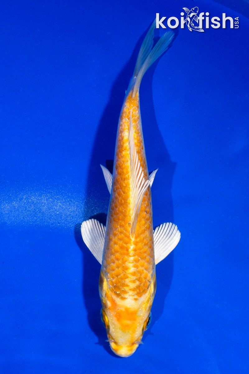 5" HARIWAKE