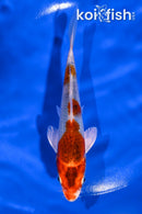 5.75" KUJAKU