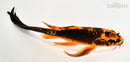 8" ORENJI MATSUBA BUTTERFLY