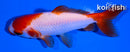 3.75" SARASA WAKIN GOLDFISH