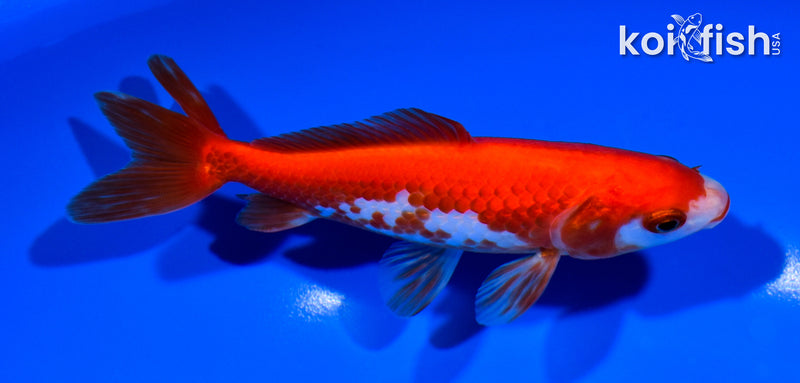 5.5" WAKIN GOLDFISH