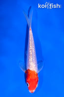 4.5" GINRIN KOHAKU