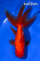 5.5" ORANDA GOLDFISH