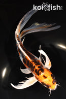 9" ARAGOKE BENI KIKOKURYU BUTTERFLY
