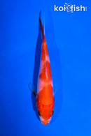 4.5" KOHAKU