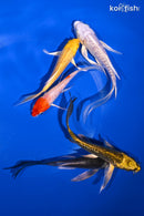 PACK OF (5) 4-5.5" BUTTERFLY KOI