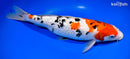 12.75" GINRIN SANKE