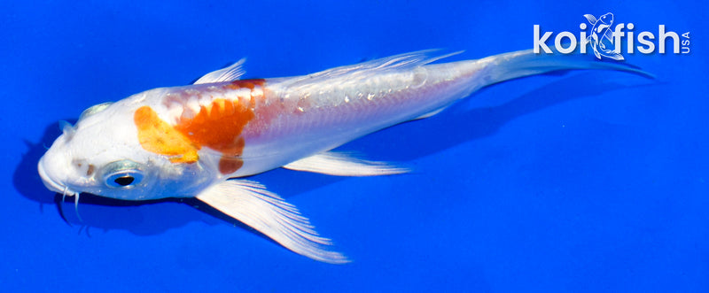 5" GINRIN KIKUSUI BUTTERFLY