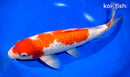 13.25" GINRIN KOHAKU