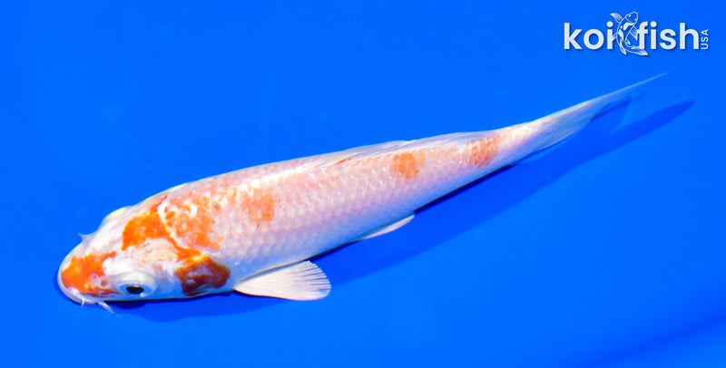 5.5" HARIWAKE