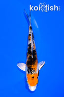 5.25" YAMATO NISHIKI