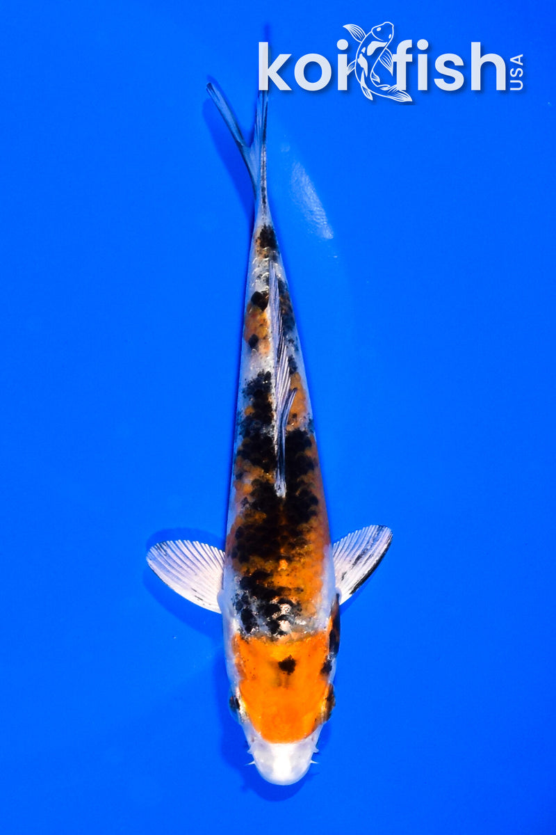 5.25" YAMATO NISHIKI