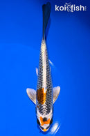6.25" KUJAKU