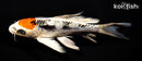 7.25" BENI KIKOKURYU BUTTERFLY