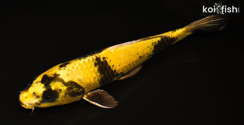 11.75" KIN KI UTSURI