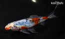7.75" SHUBUNKIN GOLDFISH