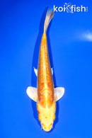 8.25" DOITSU YAMABUKI OGON