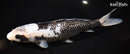 9.25" GINRIN MATSUKAWABAKE