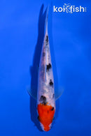 5.5" SANKE