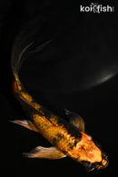 5" KIN HI UTSURI BUTTERFLY