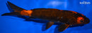 9" HI UTSURI