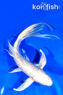 9.25" GINRIN PLATINUM OGON BUTTERFLY