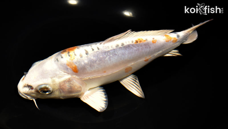 9" BENI KIKOKURYU