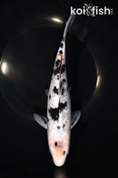 8.75" GINRIN SHIRO BEKKO