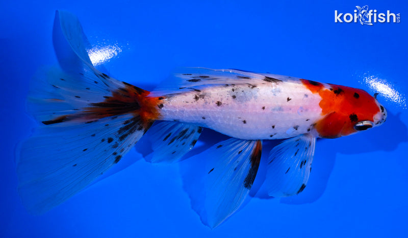 6" CALICO WATONAI GOLDFISH