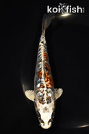 6.5" GINRIN BENI KIKOKURYU