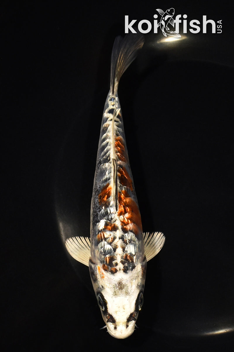 6.5" GINRIN BENI KIKOKURYU