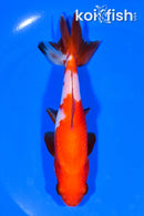 5.25" WAKIN GOLDFISH