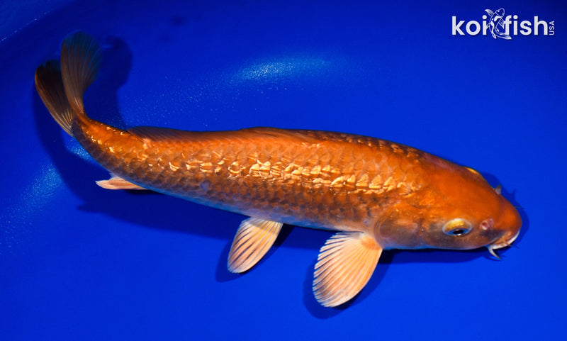 12.5" GINRIN CHAGOI