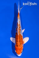 5.25" DOITSU KUJAKU