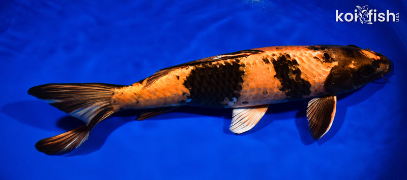 14" KIN HI UTSURI