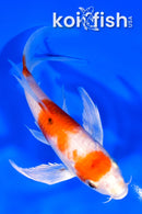 6" HARIWAKE BUTTERFLY