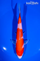 6.25" KOHAKU