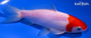 5.5" WAKIN GOLDFISH
