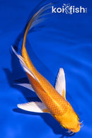 5.25" YAMABUKI OGON BUTTERFLY