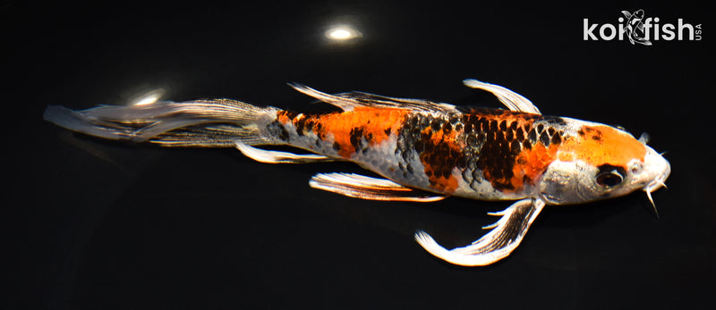 8.25" YAMATO NISHIKI BUTTERFLY
