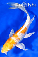 7.75" GINRIN HARIWAKE BUTTERFLY