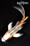 9.25" KUJAKU BUTTERFLY